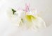 画像7: 造花カサブランカとカラー　キャスケードブーケ・ブトニア・ヘッドパーツセット